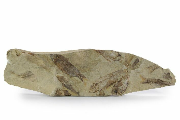 Fossil Fish (Gosiutichthys) Mortality Plate - Wyoming #357163